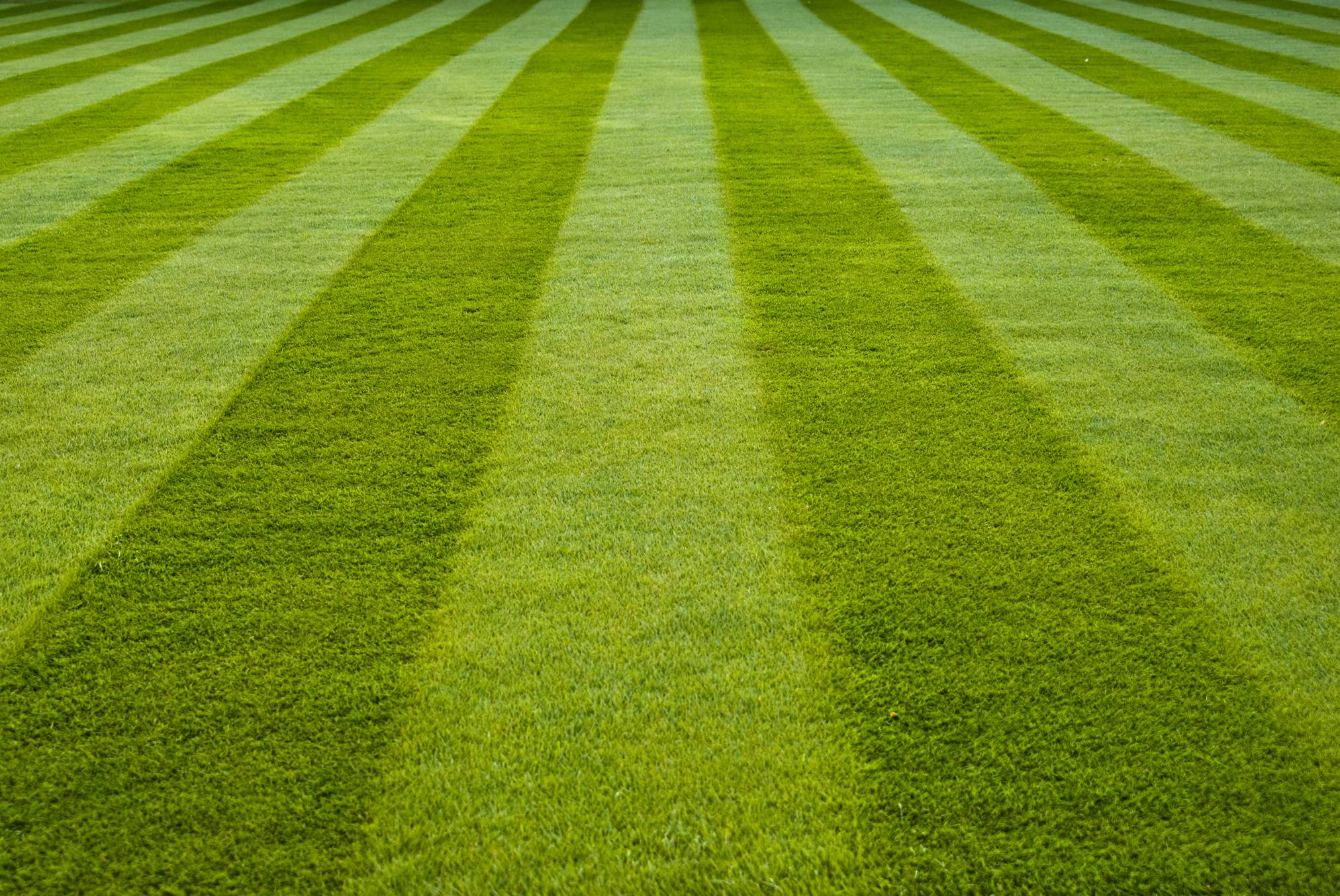lawn.jpg lawn.jpg